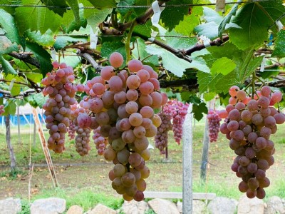 2025年10月10日（16_22）(1)